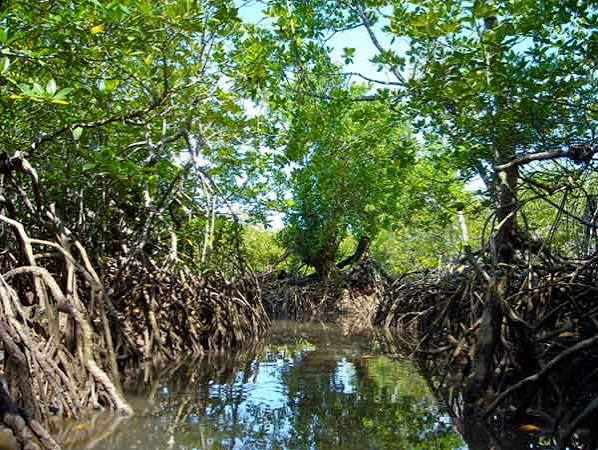 Trees of the Sea - American Forests
