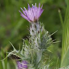 Image result for Carduus leptacanthus