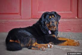 We did not find results for: Tibetan Mastiff Dog Info Facts Health Puppy Price In India Indian Pets