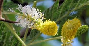 Image result for Dichrostachys