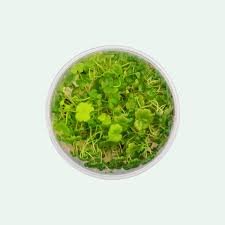 Image result for Hydrocotyle sibthorpioides