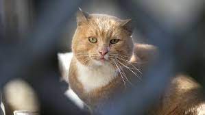 kediler gece neden uyumaz ukala hayvan