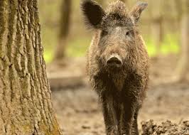 Mar 10, 2021 · marlon rivas is a barber and owner of mgx professional men's grooming, a barbershop based in the san francisco bay area. Hunting Catahoula Lake Hogs
