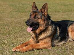 Canine Security Which Dogs Make The Best Guard Dogs Which Dogs Attack German Shepherd Training Training Your Dog Easiest Dogs To Train