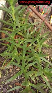 Image result for Carpobrotus