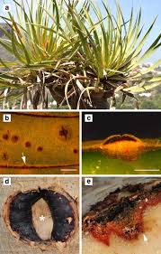 8 dragon tree seeds (dracaena draco, dragon's blood). Dragon S Blood Secretion And Its Ecological Significance Springerlink