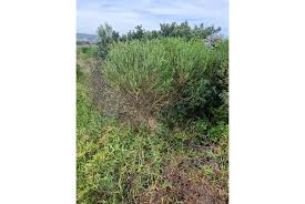 Image result for Felicia clavipilosa