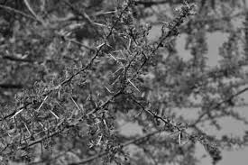 Image result for Physostigma mesoponticum