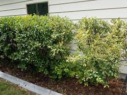 I went to the local nursery and picked out about twenty shrubs at roughly $17.00 each, making sure the plants were healthy looking before buying. Cotoneaster Bugs Dying Leaves 340599 Ask Extension