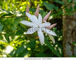 Image result for Jasminum dichotomum
