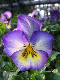 Images Of Panzies Pansy Purple Pansy White Pansy Yellow Black Pansies Winter Pansies Beautiful Flowers Garden