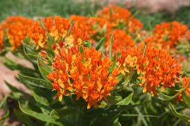 Problemsolver Plants For Shallow Rocky Soil Plants Asclepias Asclepias Tuberosa