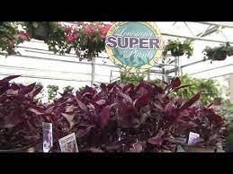 Check spelling or type a new query. Little Ruby Alternanthera Is Colorful Super Plant Youtube