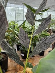 Image result for Zingiberaceae