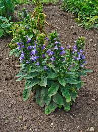 Image result for Lobelia flaccida