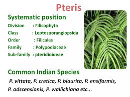 Image result for Pteris