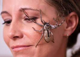 Considerada uma das aranhas mais venenosas, a aranha armadeira tem corpo que em média pode atingir 5 centímetros e suas patas até 17 se você conhece outra espécie de aranha que é muito venenosa, mesmo não sendo encontrada aqui no brasil, compartilhe conosco nos comentários! Mulher Cria Aranhas Venenosas Em Casa Na Australia E Ama Que Elas Andem Pelo Seu Rosto Virgula