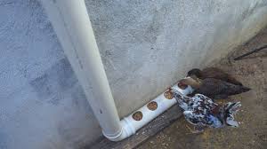 We shall see if my chooks take to the new feeder and hopefully we'll waste a lot less feed in the process!! How To Make A Chicken Feeder 8 Steps With Pictures Wikihow