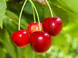 Bees facilitate pollination of cherry flowers. Planting Cherry Trees North Star And Montmorency Cherry Trees The Self Sufficient Homeacre