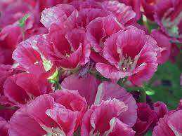 Godetia Planting And Care Growing From Seeds Photo