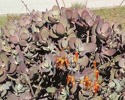 Image result for Kalanchoe velutina