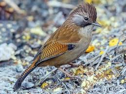 Image result for Bridelia atroviridis