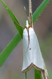 Onlajn Psiholog Domashnih Pitomcev Animal Psychology Https Www Facebook Com Animal Psychology Onlajn Psiholog Domashnih Moth Insect Collection Beautiful Bugs