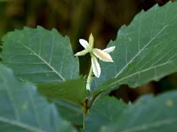 この植物の名前を教えてください この白いものは花ですか 植物q A エバーグリーン