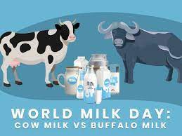 National Milk Day 2020 Cow Milk Vs Buffalo Milk Which Is Healthier Milk Cow Milk Benefits Cow