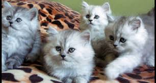 Anakan persia atau kitten biasanya harganya lebih murah. Harga Kucing Persia