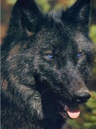 Pin By 1marshall On Love Wolves Wolf With Blue Eyes Wolf Dog Black Wolf