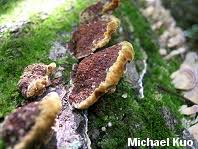Image result for Phellinus gilvus