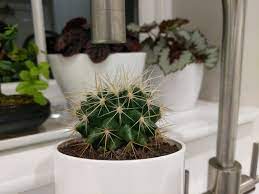 Moreover, how can you avoid overwatering by choosing the right pot and soil mix? How Much Water Do Cacti Need Smart Garden Guide