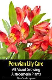 Peruvian Lily Care All About Growing Alstroemeria In 2020 Peruvian Lilies Lily Plants Lily Care