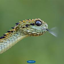 Rüyalarda görülen ev ne demek. Yilan Gormek Ruyada Ne Anlama Gelir
