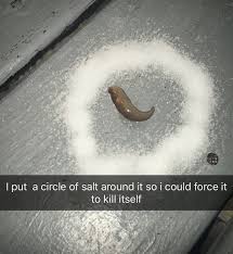 Catlyn On Twitter The Salt Cod Twitter The Slug Me