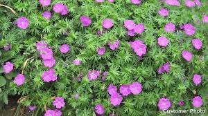 Johnson 's blue geranium is a favorite for planting in cottage gardens, borders, containers and even as a ground cover. Pink Penny Geranium Cranesbill American Meadows