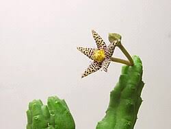 Image result for Piaranthus atrosanguineus