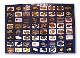 Ball Python Morphs 1 Poster Ultimate Exotics Ball