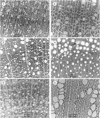 Image result for Pygmaeothamnus zeyheri