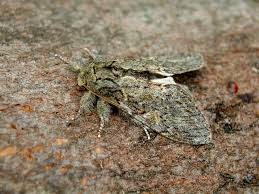 Image result for Peridea anceps