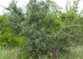 Image result for Ximenia afra