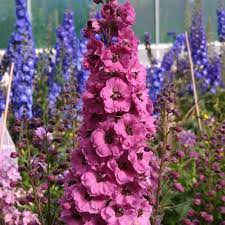 Growing Delphiniums Planting Caring For Perennial Delphinium Garden Design
