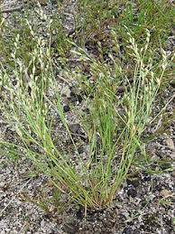 Image result for Juncus bufonius