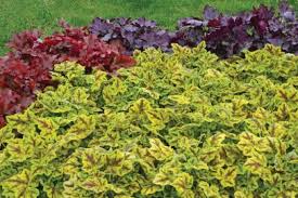 Check spelling or type a new query. 23 Perennials For Full Sun Hgtv