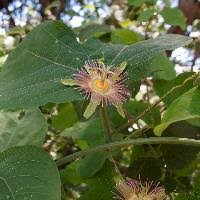 Image result for Passifloraceae