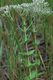 Image result for Lythrum rotundifolium