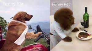 A selection of hilarious, weird, silly and witty animals related memes. Try Not To Laugh Clean Funny Dogs Memes Clean Funny Cat Memes Youtube