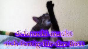 katze schnucki macht sich fertig fur das bett cat schnucki made himsel katzen schnucki gerbil