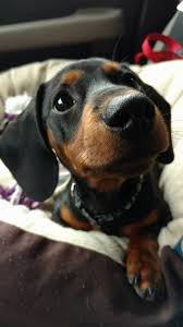 Black And Tan Dachshund Puppy Dachshund Products Apparel And Gifts Dachshund Puppy Miniature Weenie Dogs Black And Tan Dachshund